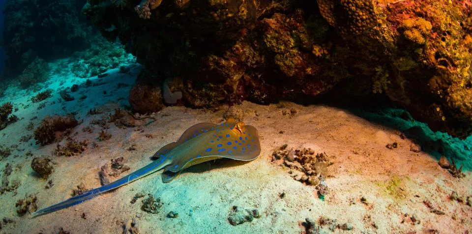 Stingray Stock Photos