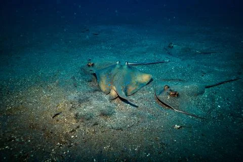 Stingray Stock Photos