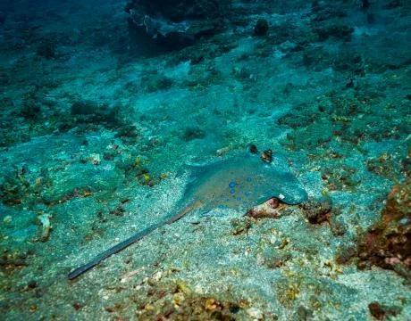 Stingray Stock-Fotos