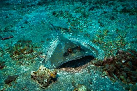 Stingray Stock-Fotos