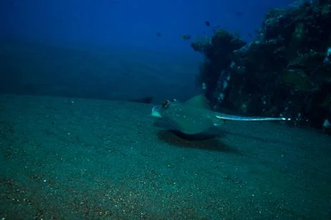 Stingray Stock Photos