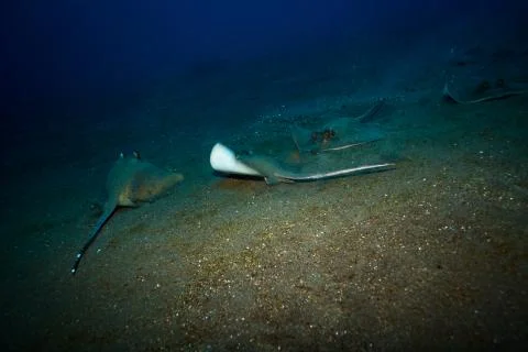 Stingray Stock Photos