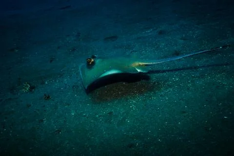 Stingray Stock Photos