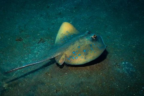 Stingray Stock Photos