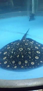Stingray Foto stock