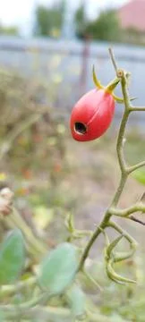 Stingray 스톡 사진