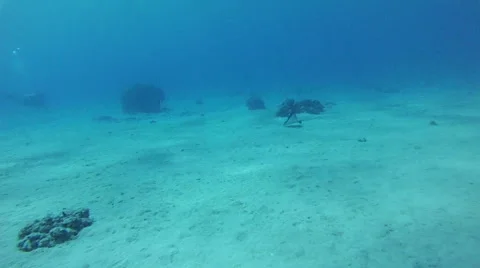 Stingray. Red sea Stock Footage 45134328