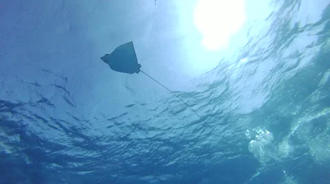 Stingray. Red sea Stock Footage 45135512