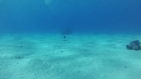 Stingray. Red sea. Video stock 45137031