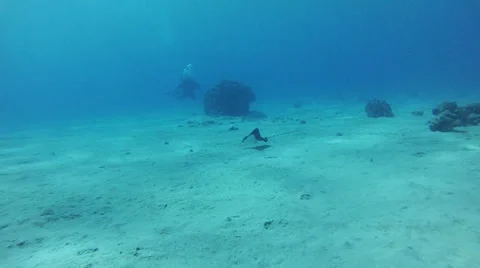 Stingray. Red sea Stock Footage 45143515