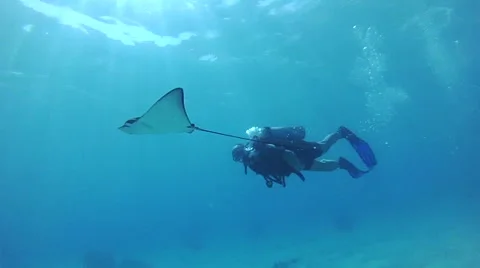 Stingray. Red sea Stock Footage 45144753