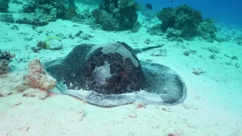 Stingray Resting on Sandy Ocean Floor in Clear Blue Water Stock Footage 316575140