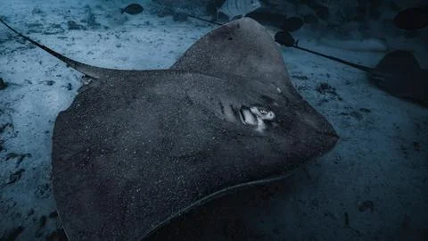 Stingray Resting on Sandy Ocean Floor Stock Photos