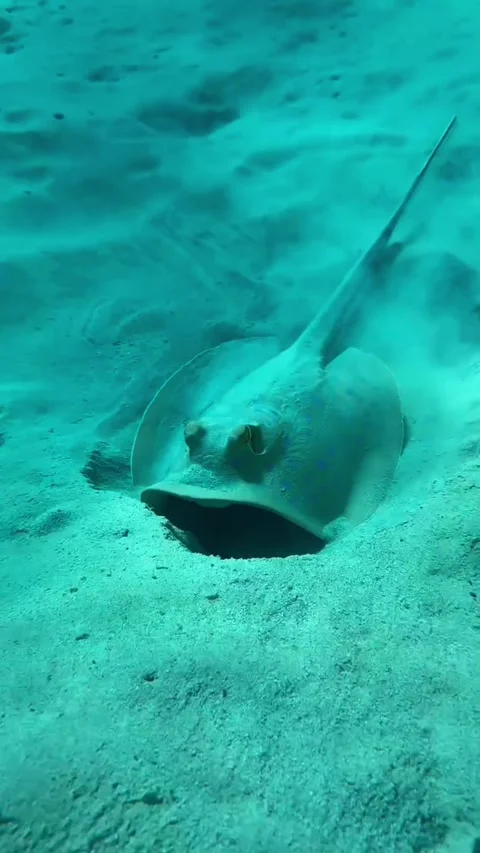 Stingray Resting on Sandy Seabed Raises Tail and Swims Away Stock Footage 345146824