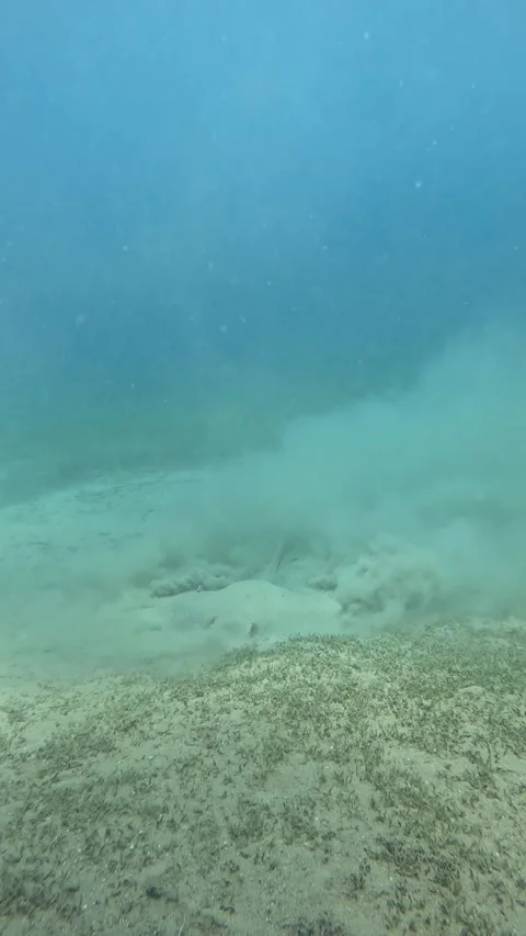 Stingray Resting on the Sea Bottom Stock Footage 319955851
