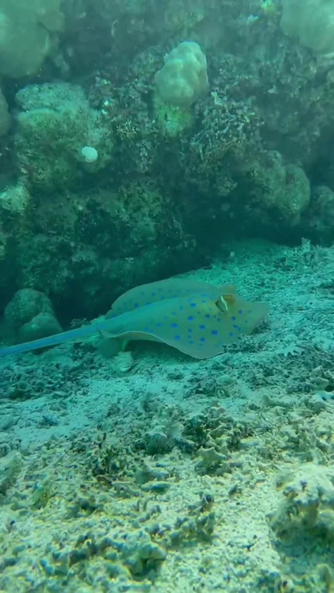 Stingray Resting Under Coral and Swimming Away Over the Reef Stock Footage 345146847