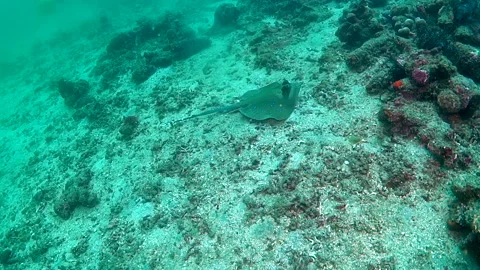 Stingray rests at the sand bottom close to reef, dark green grey colored ray Stock Footage 154271657