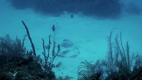 Stingray on the sand bottom of Caribbean sea Stock Footage