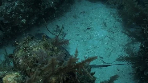 Stingray on the sand bottom of Caribbean sea Stock Footage