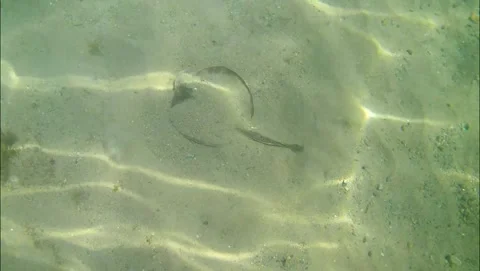 Stingray in the sand Stock Footage 175475316
