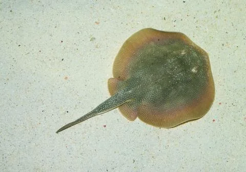 Stingray on sand Stock Photos