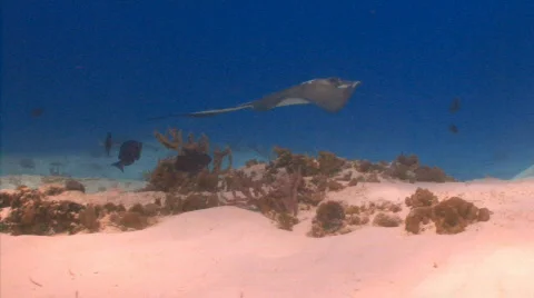 Stingray sand swimming Stock Footage 721855