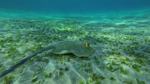Stingray on the sandy bottom covered with seagrass in the morning sunlight Video stock 232769801
