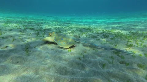 Stingray on the sandy bottom covered with seagrass in the morning sunlight Stock Footage 232769906