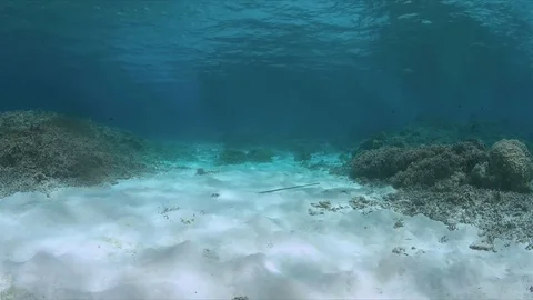 Stingray in sandy bottom Stock Footage 79671831