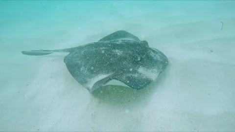 Stingray on sandy bottom tropical beach in the Caribbean Stock Footage 77079073