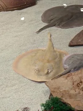 Stingray on a sandy bottom. Trygonoptera testacea. Class cartilaginous fish Foto stock
