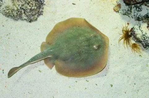 Stingray on sandy ground Stock Photos