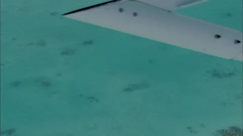 Stingray School Stock Footage 39887360