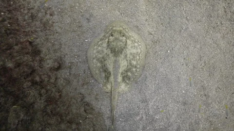 Stingray on the seabed in Cuba 库存影片 319405798