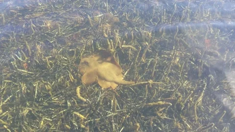 Stingray In Seagrass Stock Footage 151321838