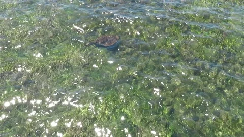 Stingray Seen from a Pier at Victor Harbor, South Australia, Australia 库存影片 343474954