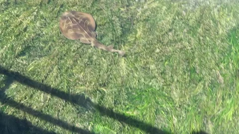 Stingray Seen from a Pier at Victor Harbor, South Australia, Australia Stock Footage 345258935