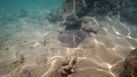 Stingray on Shallow Ocean Floor in the Maldives. 4k video 库存影片 72305191