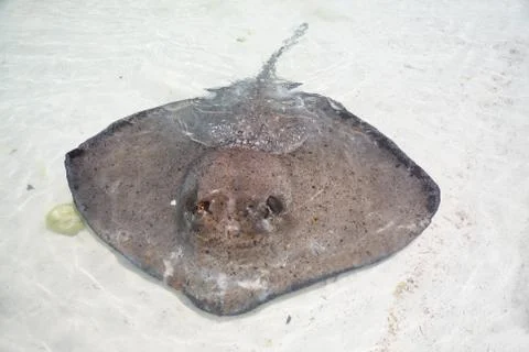 Stingray in a shallow water Stock Photos