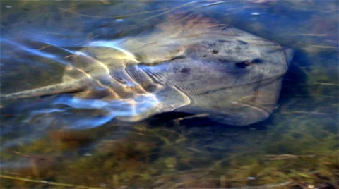 Stingray in the shallows Video stock 29653149