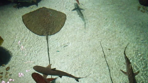 Stingray With Sharks Stock Footage 45934310