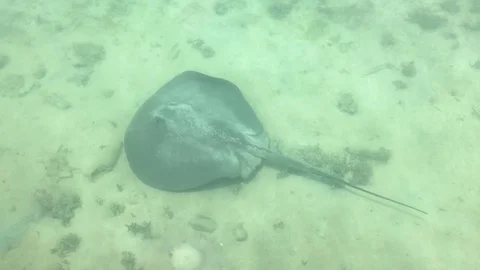 Stingray shot from above the water Video stock 80449426