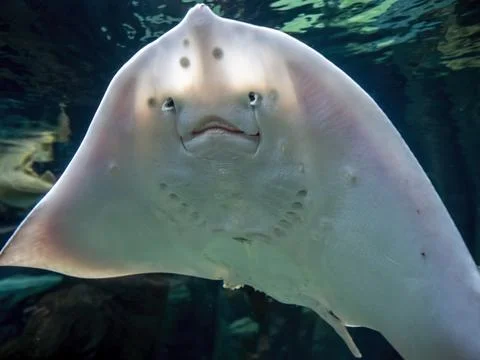 Stingray showing underside detail patterns and mouth part Stock Photos