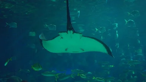Stingray in Slow Motion Stock Footage 82877859