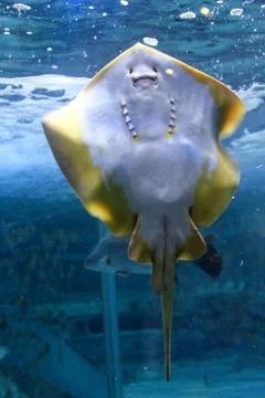 Stingray with smiling face,Skate fish Photos