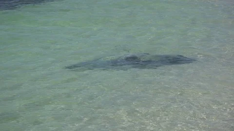 Stingray swim close to surface and beach on a sunny day close up Stock Footage 86484607