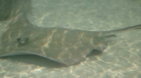 Stingray swim by Stock Footage 22374166