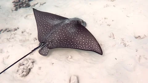 Stingray swimming 2 Vídeo Stock 301491421