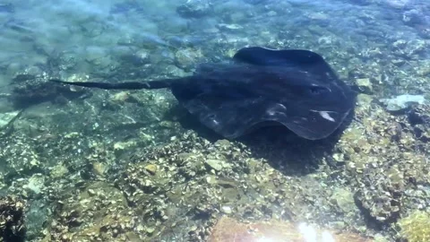 Stingray swimming 21 seconds Stock Footage 149804270