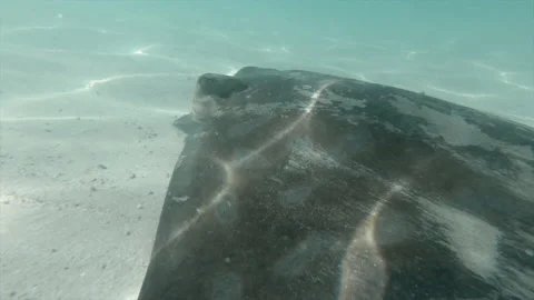 Stingray swimming and flapping its fins in the blue sea of cathedral cove, new Stock Footage 221230022